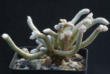 Avonia (anacampseros) albissima, n Aus